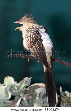 Guira Cuckoo Sitting On A Branch And Calling Cuckoo Bird Stock Images Royalty Free Images Vectors