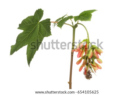 Sycamore Seed Stock Images, Royalty-Free Images & Vectors | Shutterstock