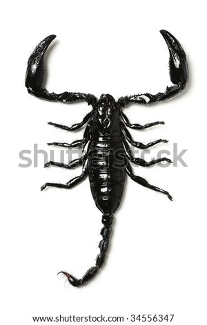 Scorpion Tattoo Stock Photos, Images, & Pictures | Shutterstock