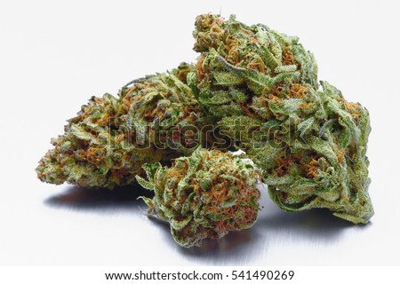 Buds - FREE DOWNLOAD