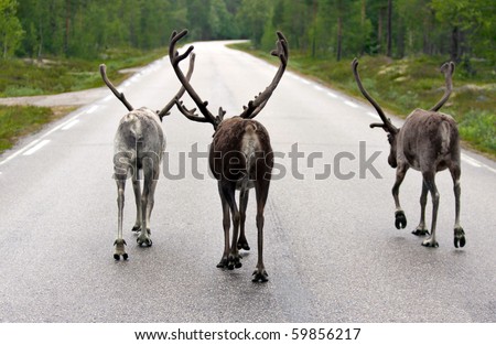 three reindeers walking in the middle of a street without cars