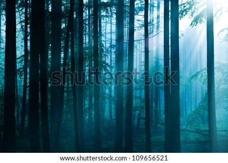 Forest Trees Stock Photos, Images, & Pictures | Shutterstock