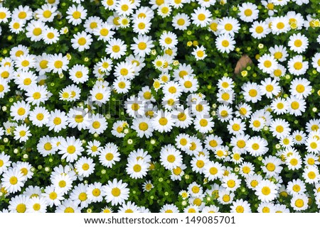 white daisy flowers