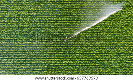 Irrigation fields