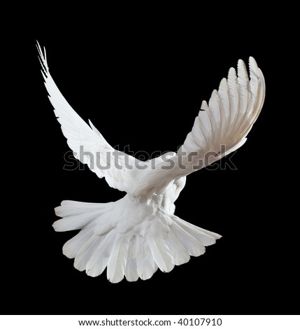 Continuous Shots Dove Flying Towards You Stock Photo 36033586