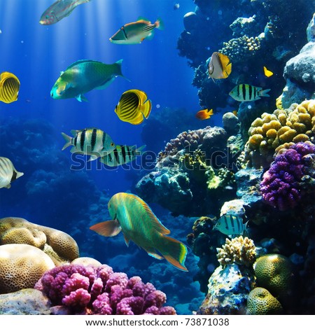 Ocean Fish Stock Photos, Images, & Pictures | Shutterstock