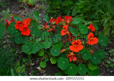 TỨ TUYỆT HOA - Page 30 Stock-photo-tropaeolum-majus-garden-nasturtium-209555551