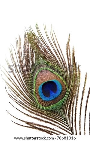 Peacock Feather Stock Photos, Images, & Pictures | Shutterstock
