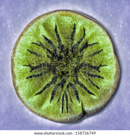 Is aspergillus single or multicellular Aspergillus fumigatus - Wellcome Sanger Institute