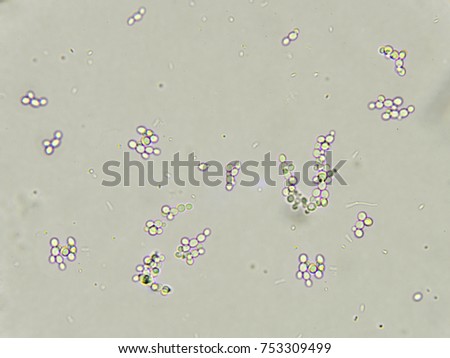 Yeast Microscope Stock Images, Royalty-Free Images & Vectors | Shutterstock