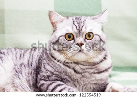 british shorthair scottish straight differenze british shorthair