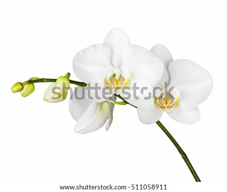 Three day old white orchid isolated on white background. Closeup.
