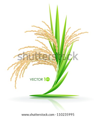 Rice. Spikelet of rice on a white background. Vector illustration. Eps 10.