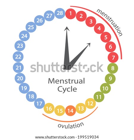 Menstrual Cycle EPS 10 File Stock Vector 199519034 - Shutterstock