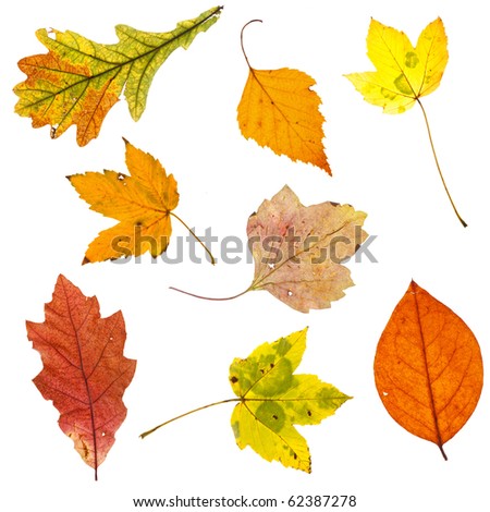 Full Resolution Close View Four Maple Stock Photo 5862427 - Shutterstock