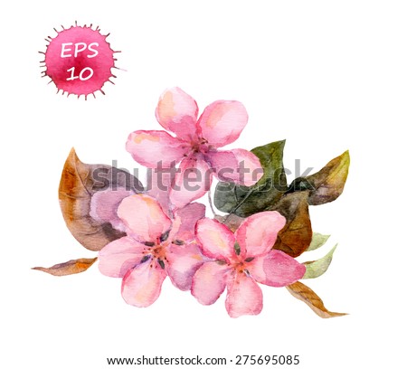 Pink fruit tree flower (apple, cherry, plum, sakura). Watercolour vector art
