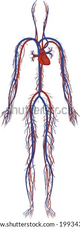 Illustration Isolated Human Circulatory System Stock Vector 131936039 ...