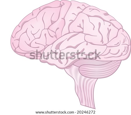 Pink Brain Stock Images, Royalty-Free Images & Vectors | Shutterstock