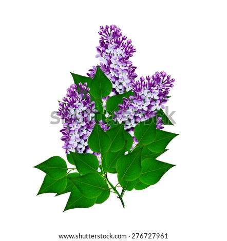 Spring Flower Lilac Isolated Vector Illustration Stock Vector 379223230 ...