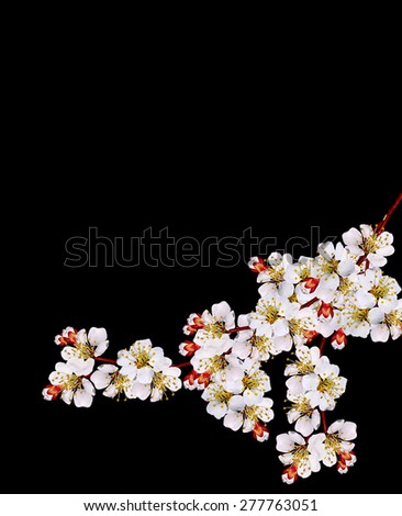 The branch of a white flowering apricots isolated on a black background