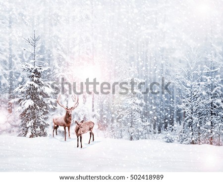 forest in the frost. Winter landscape. Snow covered trees. deer