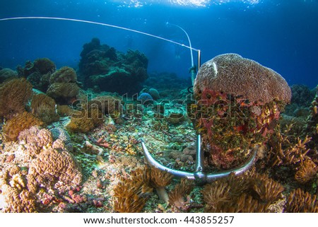 Protect Reef Save Reef Anchor Local Stock Photo (Royalty Free ...