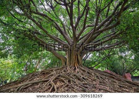 Banyan Tree Stock Images, Royalty-Free Images & Vectors | Shutterstock