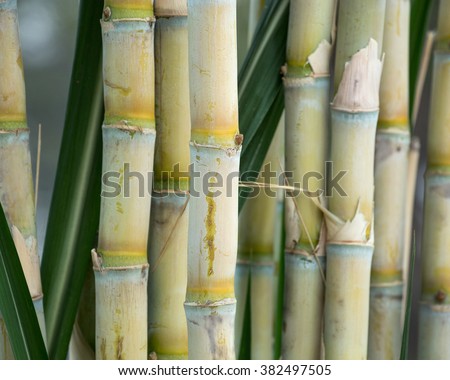 fresh sugarcane in garden