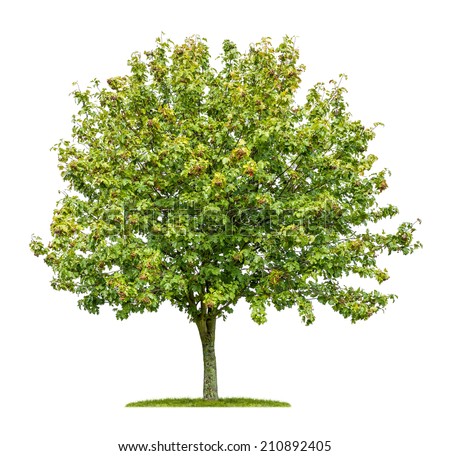 Tree Service Stock Images, Royalty-Free Images & Vectors | Shutterstock