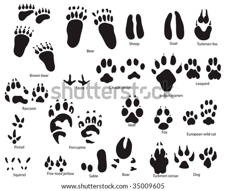 Biggest Set Animal Bird Trails Silhouettes Stock Vector 23056135 ...