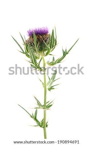 Scottish Thistle Stock Photos, Images, & Pictures | Shutterstock