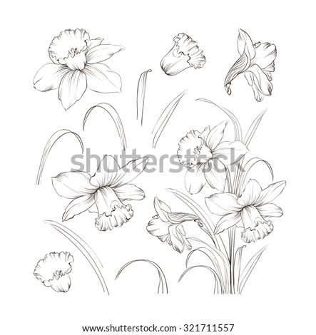 Set Line Drawing Narcissus Daffodils Blossom Stock Vector (Royalty Free ...