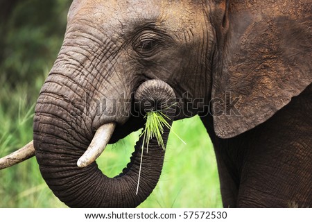 stock-photo-close-up-of-a-african-elephant-eating-green-grass-loxodonta-africana-57572530.jpg