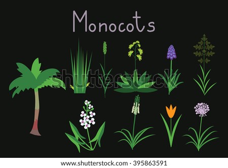 Image result for monocot plants