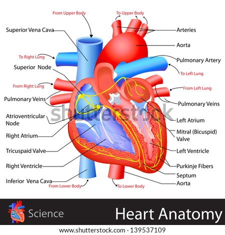 Human Heart Stock Images, Royalty-Free Images & Vectors | Shutterstock