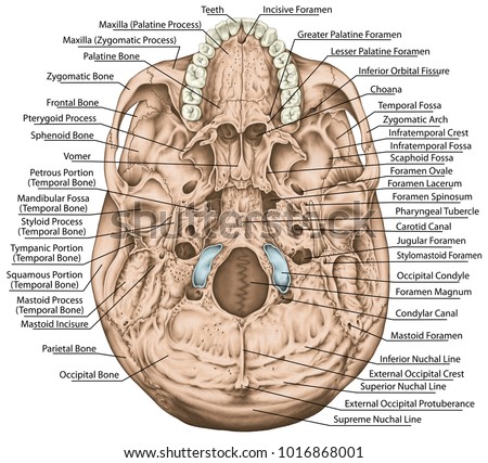 Foramen Stock Images, Royalty-Free Images & Vectors | Shutterstock