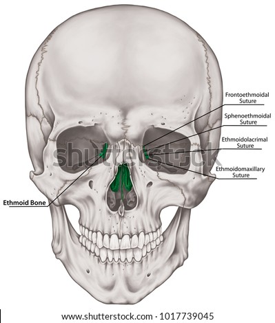 Ethmoid Bone Stock Images, Royalty-Free Images & Vectors | Shutterstock