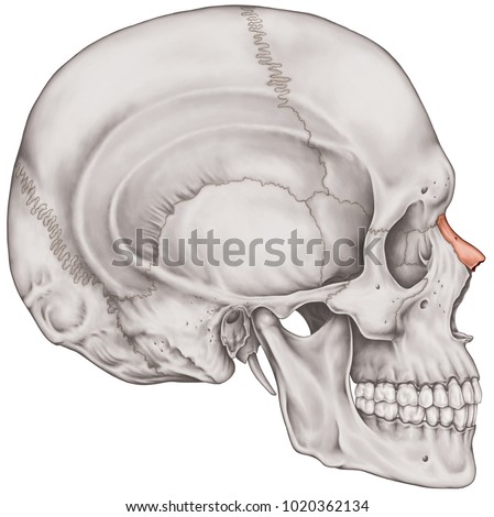 Nasal Bone Cranium Bones Head Skullภาพประกอบสต็อก 1020362134 - Shutterstock