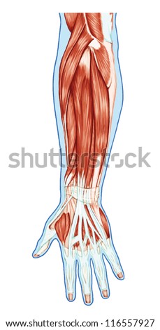 Anatomy Muscular System Hand Forearm Palm Stock Vector 116557927