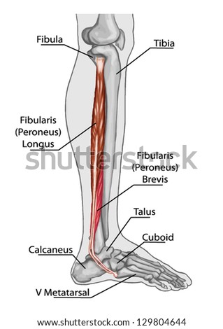 Fibularis Peroneus Longusb Anatomy Leg Foot Stock Vector 129804644