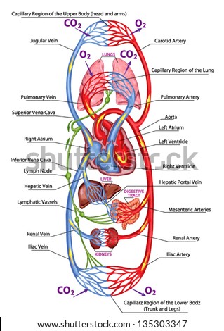 Human Bloodstream Didactic Board Anatomy Blood Stock Vector 135303347