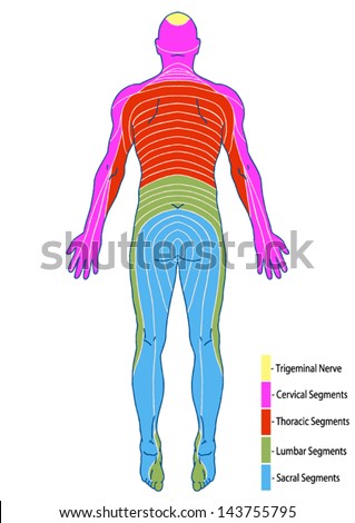 Dermatomes Stock Images, Royalty-Free Images & Vectors | Shutterstock