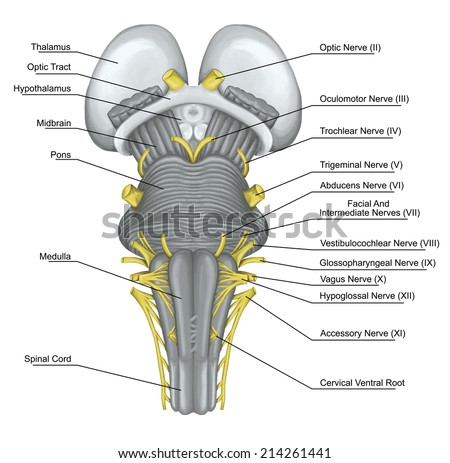 Brain Stem Stock Images, Royalty-Free Images & Vectors | Shutterstock