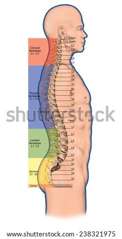 Coccyx Stock Images, Royalty-Free Images & Vectors | Shutterstock