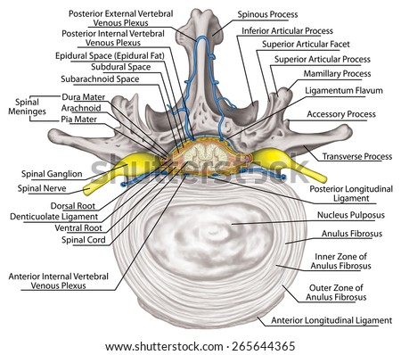 Intercostal venous and venous plexuses of the vertebral canal, second ...
