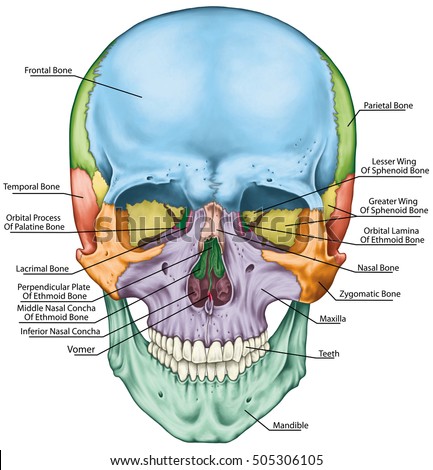 Cranium Stock Images, Royalty-Free Images & Vectors | Shutterstock