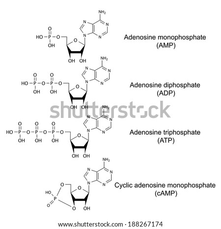 Adenosine monophosphate