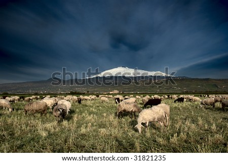 Sheep And Herd On Background Etna Snowy Shepherd Leading His Flock Pasture Stock Photo 42966970