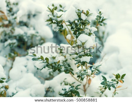 Boxwood bush covered wit snow. Winter natural background