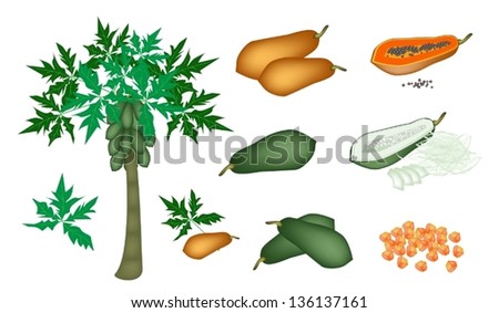 Fresh Fruits, An Illustration Collection of A Fresh Ripe and Unripe Papayas, Slices Papaya, Papaya Chunks and Papaya Tree